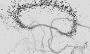 recherche:residence_polygones:phypoly_2.png